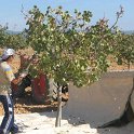 Recoleccion manual del pistacho en plantacion joven (3)